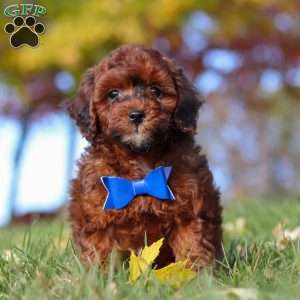 Green Bean, Miniature Poodle Puppy